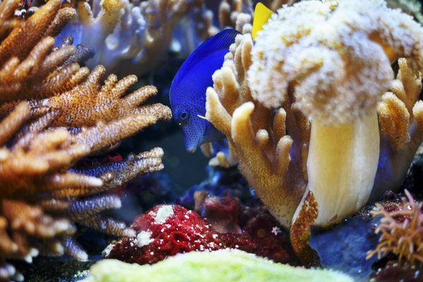 How to Create a Serene and Stimulating Fish Tank Setup for Betta Fish?